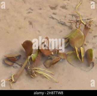 Mangrovenvermehrung im Sand am Rand des Flusses Gambia. Janjanbureh, die Republik Gambia. Stockfoto