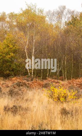 Herbst im RSPB Budby South Forest, Nottinghamshire, England Stockfoto