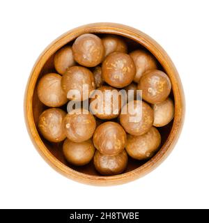 Macadamianüsse in ihren Schalen, in einer Holzschale. Gruppe getrockneter, ungeschälter Nüsse, auch bekannt als Queensland, Busch, Maroochi, Kugel und Hawaii Nüsse. Stockfoto