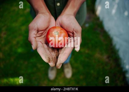 Landwirt hält Tomate in den Händen Stockfoto