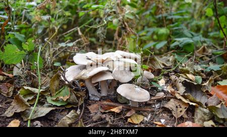 Sherwood Forest, UK - Wilde Pilze wachsen in einem Wald in Nottinghamshire, England Stockfoto