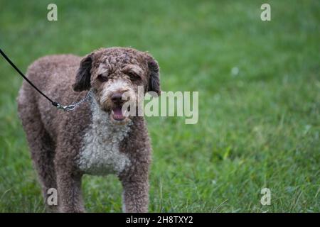 Spanischer Wasserhund im Hundeschauring in New York Stockfoto