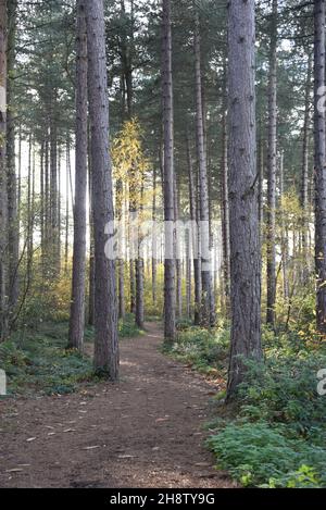 Sherwood Forest, Großbritannien - 17 Nov, 2021: Herbstblätter und Farben in Sherwood Forest, Sherwood Pines, Nottinghamshire, Großbritannien Stockfoto