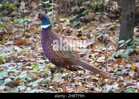 Sherwood Forest, Großbritannien - 19 Nov, 2021: Ein wilder Fasan im Wald in Nottinghamshire, England Stockfoto