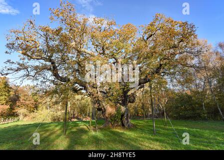 Sherwood Forest, Großbritannien - 20 Nov, 2021: Major Oak, eine extrem große und historische Eiche in Sherwood Forest, Nottinghamshire, England Stockfoto