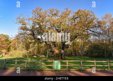 Sherwood Forest, Großbritannien - 20 Nov, 2021: Major Oak, eine extrem große und historische Eiche in Sherwood Forest, Nottinghamshire, England Stockfoto