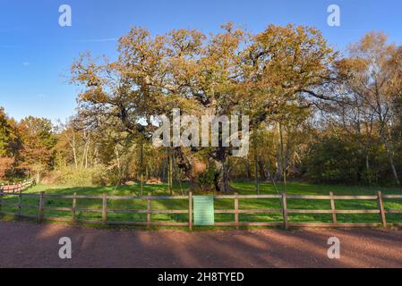 Sherwood Forest, Großbritannien - 20 Nov, 2021: Major Oak, eine extrem große und historische Eiche in Sherwood Forest, Nottinghamshire, England Stockfoto