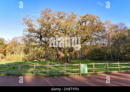 Sherwood Forest, Großbritannien - 20 Nov, 2021: Major Oak, eine extrem große und historische Eiche in Sherwood Forest, Nottinghamshire, England Stockfoto