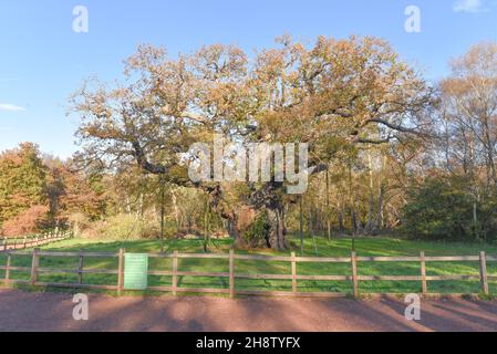 Sherwood Forest, Großbritannien - 20 Nov, 2021: Major Oak, eine extrem große und historische Eiche in Sherwood Forest, Nottinghamshire, England Stockfoto