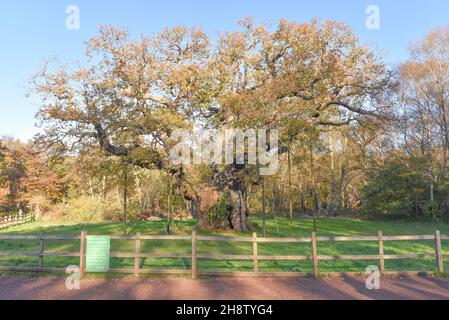 Sherwood Forest, Großbritannien - 20 Nov, 2021: Major Oak, eine extrem große und historische Eiche in Sherwood Forest, Nottinghamshire, England Stockfoto