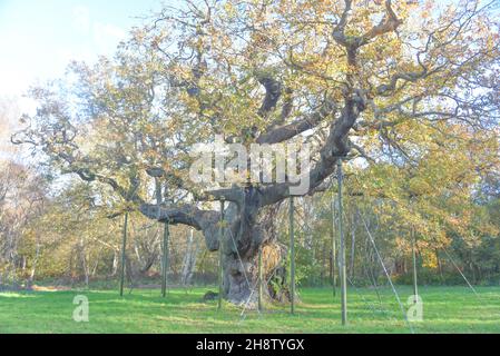 Sherwood Forest, Großbritannien - 20 Nov, 2021: Major Oak, eine extrem große und historische Eiche in Sherwood Forest, Nottinghamshire, England Stockfoto