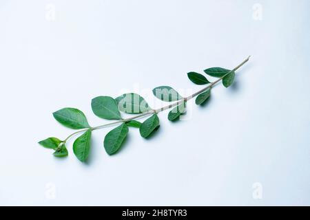 Hennablätter, Lawsonia inermis, Satara, Maharashtra, Indien. Wird als natürlicher Haarfärbestoff mit guten Eigenschaften verwendet Stockfoto