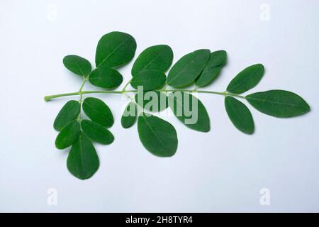 Blätter von Drumstick-Baum, Moringa oleifera, Satara, Maharashtra, Indien. Hat viele medizinische/gesundheitliche Verwendungen Stockfoto