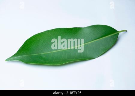 Blatt von Syzygium cumini, allgemein bekannt als Malabar-Pflaume, Jamun oder Jambolan, Satara, Maharashtra, Indien Stockfoto