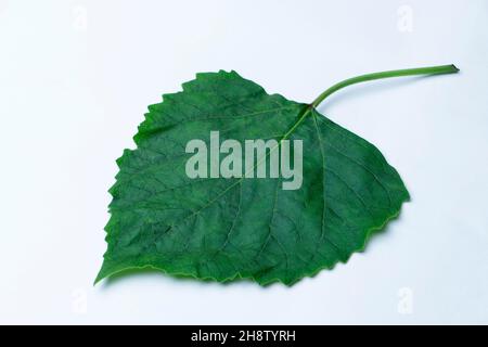 Blatt von Clerodendrum chinense, genannt Glory Bower, Satara, Maharashtra, Indien Stockfoto