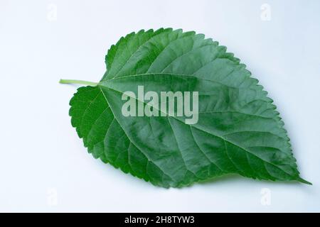 Blatt der gewöhnlichen Brombeere, Rubus allegheniensis, Satara, Maharashtra, Indien Stockfoto