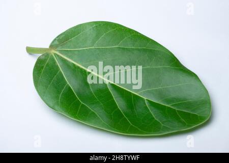 Blatt des Banyan-Baumes, Ficus microcarpa, Satara, Maharashtra, Indien. Wurzel-, Rinde- und Blattlatex werden medizinisch zur Behandlung von Wunden, Kopfschmerzen und To verwendet Stockfoto