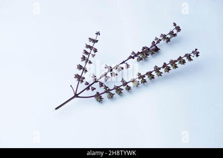 Blüten des Heiligen Basilikums, Ocimum tenuiflorum, Satara, Maharashtra, Indien Stockfoto