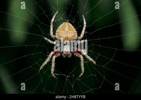 Gefleckte Orbis-Weberspinne im Netz, Neoscona-Arten, Satara, Maharashtra, Indien Stockfoto