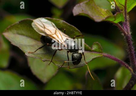 Königin Tischleramant mit Flügeln, Satara, Maharashtra, Indien Stockfoto