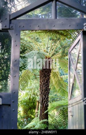 Exotische Pflanzen wachsen in Orangerie: Blick durch alte Vintage-Tür. Offener Eingang zum tropischen Gewächshaus Stockfoto