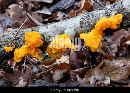 Tremella mesenterica, bekannt als gelbes Gehirn, goldener Gelee-Pilz, gelber Trembler oder Hexenbutter, wilder Pilz aus Finnland Stockfoto