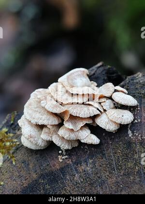 Panellus stipticus, allgemein bekannt als Bitterauster, adstringierender Panus oder lumineszierender Panellus, wilder Pilz aus Finnland Stockfoto