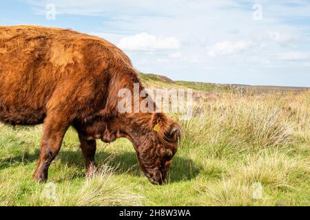 An einem schönen Sommertag im August grasen wilde Rinder in der offenen Landschaft des Moorlandes des Peak District Stockfoto