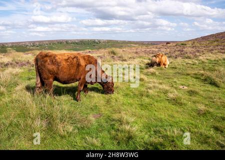 An einem schönen Sommertag im August grasen wilde Rinder in der offenen Landschaft des Moorlandes des Peak District Stockfoto