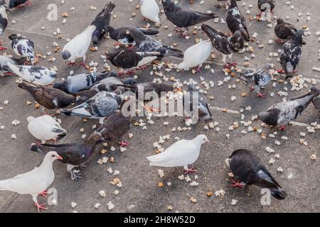 Tauben füttern Popcorn Stockfoto