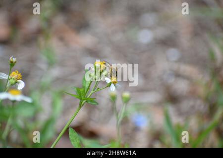 Nahaufnahme der Honigbiene mit Pollen auf dem Kopf. Stockfoto