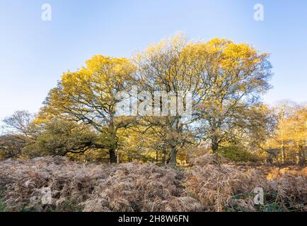 Blick auf einen Baumbestand und Bracken im Richmond Park in der frühen Morgensonne, Richmond upon Thames, SW London, im Spätherbst bis zum frühen Winter Stockfoto