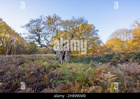 Die Royal Oak, 750 Jahre alt, eine alte, knarrierte Eiche (Quercus robur) mit einem gespaltenen Stamm im Richmond Park, London, im Spätherbst bis zum frühen Winter Stockfoto