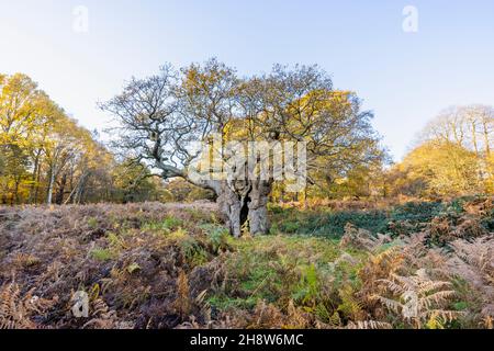 Die Royal Oak, 750 Jahre alt, eine alte, knarrierte Eiche (Quercus robur) mit einem gespaltenen Stamm im Richmond Park, London, im Spätherbst bis zum frühen Winter Stockfoto