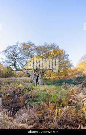 Die Royal Oak, 750 Jahre alt, eine alte, knarrierte Eiche (Quercus robur) mit einem gespaltenen Stamm im Richmond Park, London, im Spätherbst bis zum frühen Winter Stockfoto