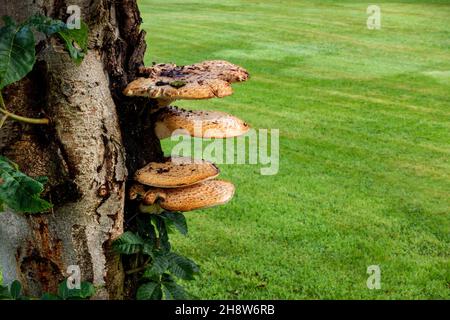 Gelbe Pilze wachsen an der Seite eines Baumes Stockfoto