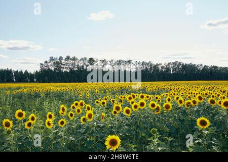 Gelbe Sonnenblumen wachsen auf dem Feld in der Nähe von üppigen grünen Bäumen des Waldes an sonnigen Sommertag in der Landschaft Stockfoto