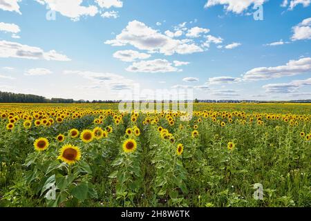 Gelbe Sonnenblumen wachsen auf dem Feld in der Nähe von üppigen grünen Bäumen des Waldes an sonnigen Sommertag in der Landschaft Stockfoto