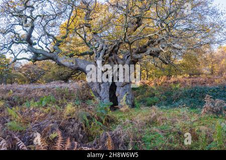 Ansicht einer alten, knarrigen Eiche (Quercus robur) mit einem gespaltenen Stamm im Richmond Park, London, Südostengland im Spätherbst bis zum frühen Winter Stockfoto