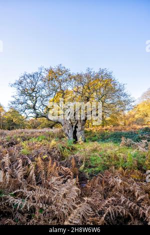 Ansicht einer alten, knarrigen Eiche (Quercus robur) mit einem gespaltenen Stamm im Richmond Park, London, Südostengland im Spätherbst bis zum frühen Winter Stockfoto