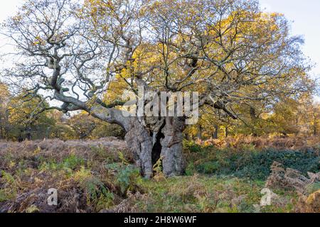 Die Royal Oak, 750 Jahre alt, eine alte, knarrierte Eiche (Quercus robur) mit einem gespaltenen Stamm im Richmond Park, London, im Spätherbst bis zum frühen Winter Stockfoto