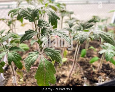 Nahaufnahme des Sämlings von grünen Pflanzen in Töpfen auf der Fensterbank - Tomaten-Sämling. Balkon Gartenarbeit, autarke Haus und Bio-Homegrown Stockfoto