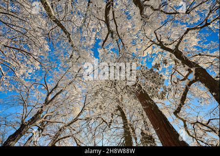 Die Bäume auf dem Hohenstaufenberg sind mit dichtem Frost bedeckt und schaffen an einem kalten Wintertag eine erhabene und abscheuliche Atmosphäre. Stockfoto