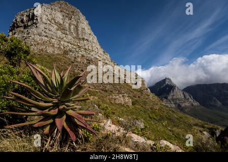 Tafelberg von Lion's Head aus gesehen, einem der Wahrzeichen Kapstadts, der dazu beiträgt, dass die südafrikanische Hafenstadt ein beliebtes Touristenziel ist Stockfoto