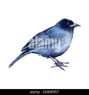 Schwarzer Vogel. Isoliert auf weißem Hintergrund. Stockfoto