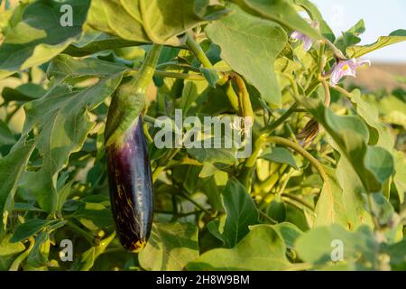 Aubergine, die im Garten von der Pflanze hängt. Frische Bio Aubergine und ihre Blume mit Morgenlicht darauf. Seitenansicht von Purple Aubergi Stockfoto