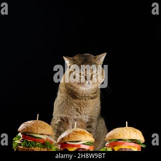 Porträt einer erwachsenen grauen Katze Scottish gerade Blick traurig auf Cheeseburger mit einem Sesam-Brötchen Stockfoto