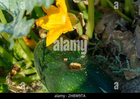 Infizierte Zucchini-Pflanze oder Cucurbita pepo mit orangefarbenen Blüten, grüner Kürbis im Gemüsegarten Stockfoto