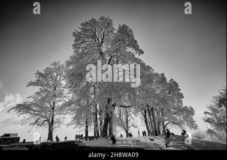 Die Bäume auf dem Hohenstaufenberg sind mit dichtem Frost bedeckt und schaffen an einem kalten Wintertag eine erhabene und abscheuliche Atmosphäre. Stockfoto