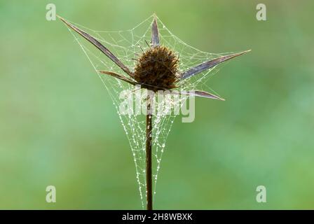 Trockene Distelblume mit einem schönen Spinnennetz und winzigen Wassertröpfchen, Nahaufnahme. Am Morgen Tau. Unscharfer natürlicher grüner Hintergrund. Speicherplatz kopieren. Stockfoto